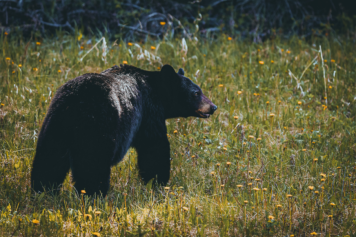 bear in a meadow