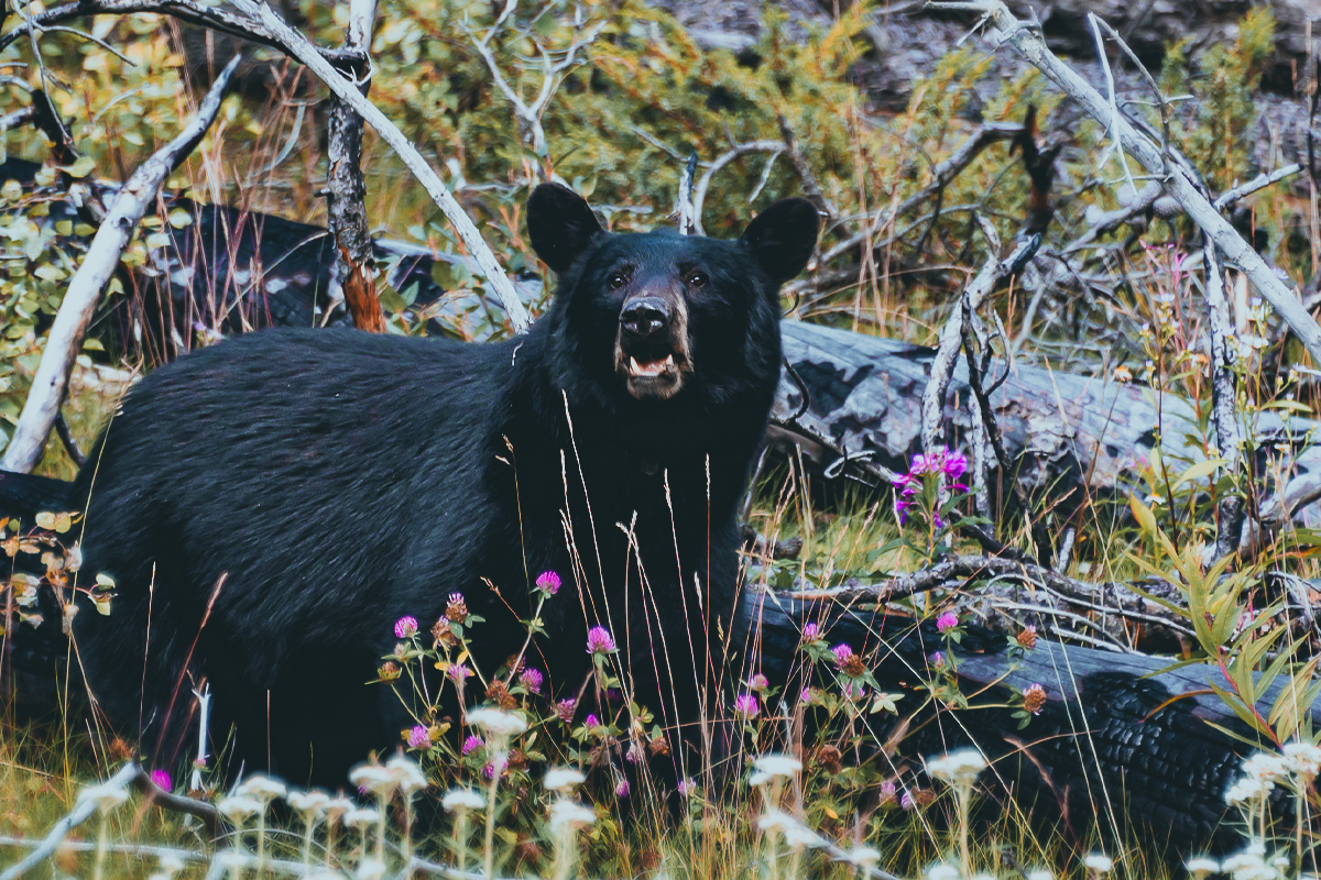 black bear teeth