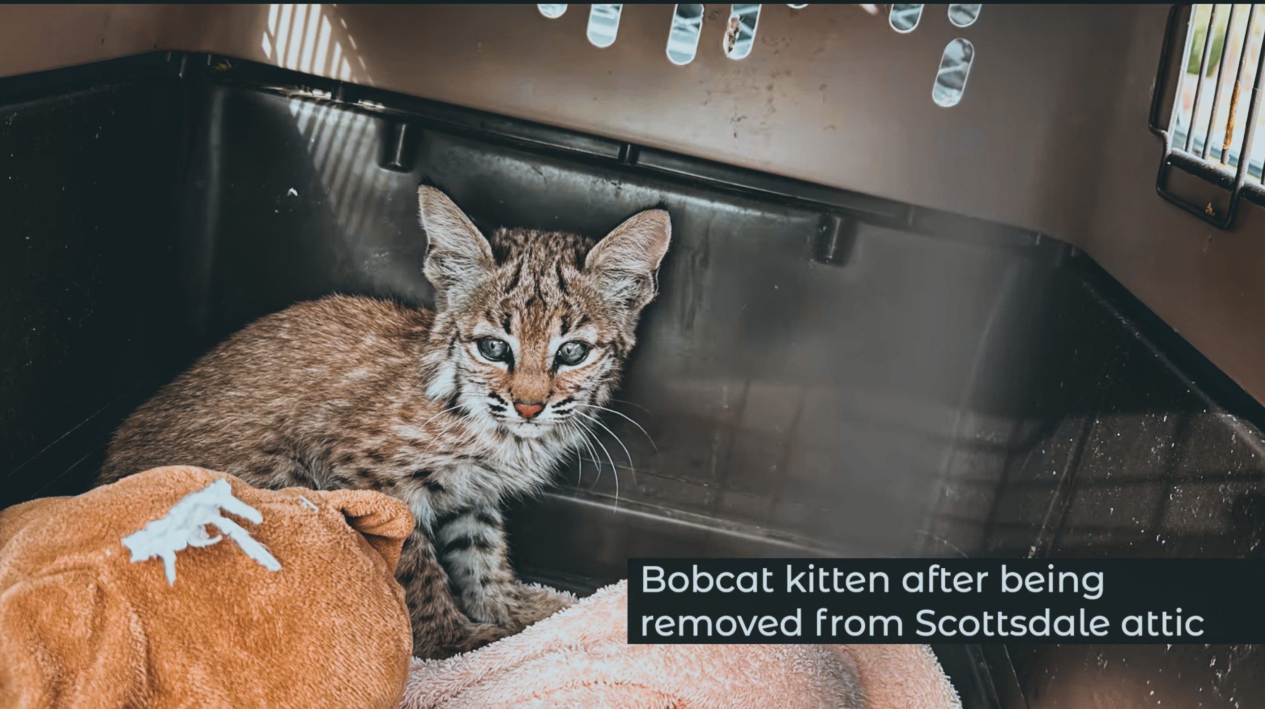 bobcat kitten