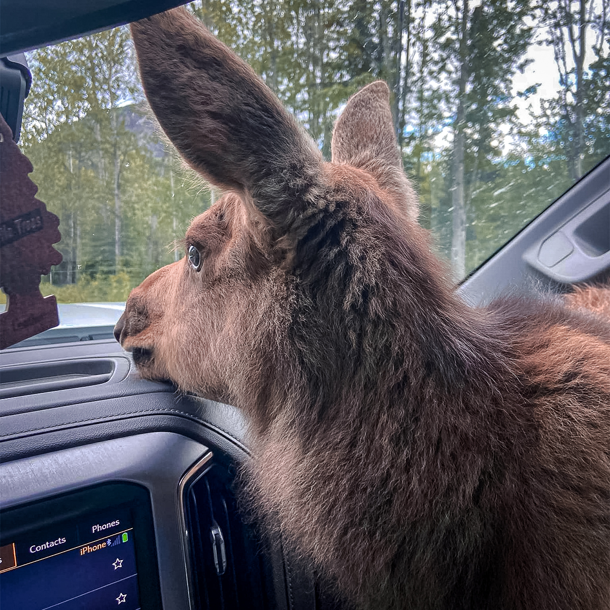 baby moose