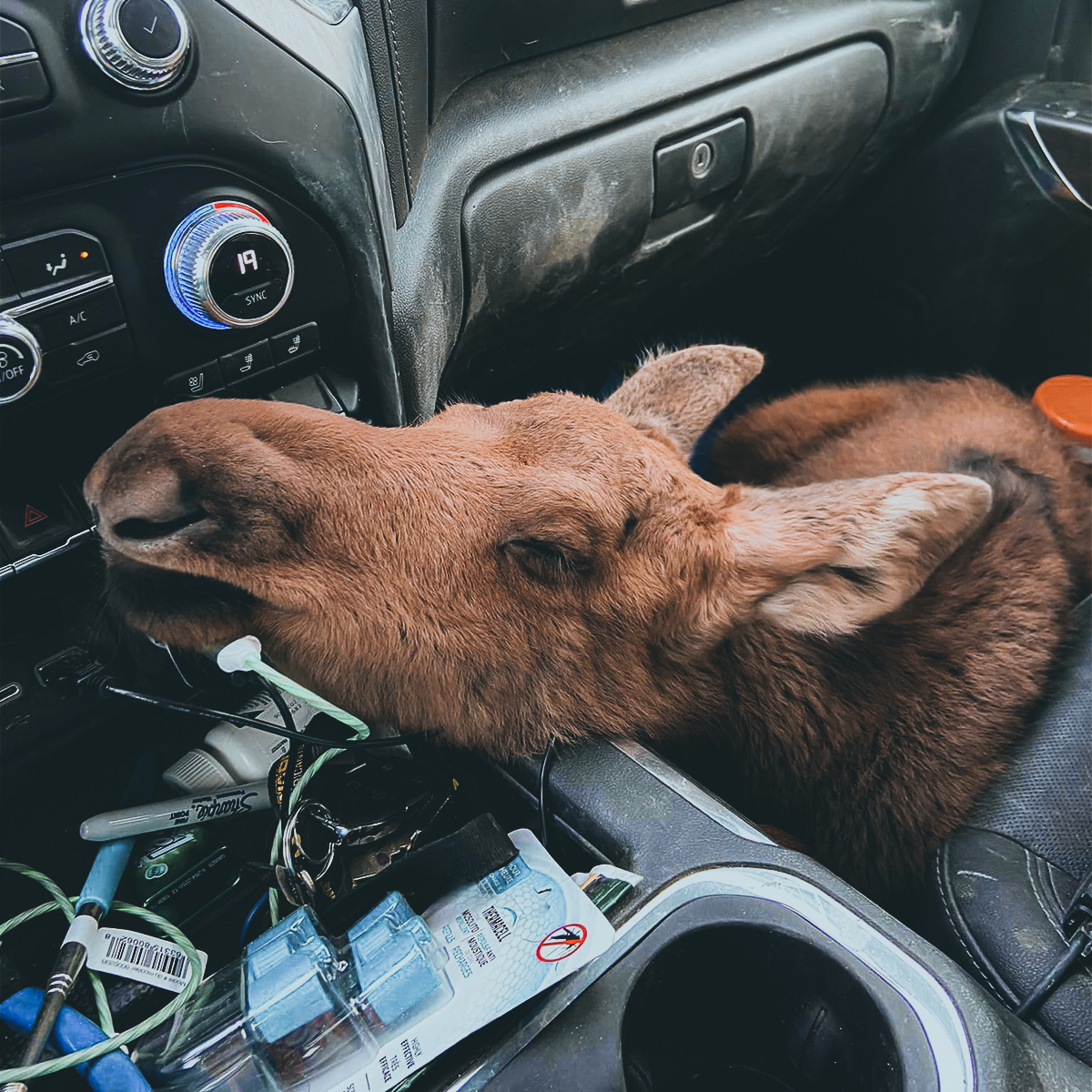 baby moose