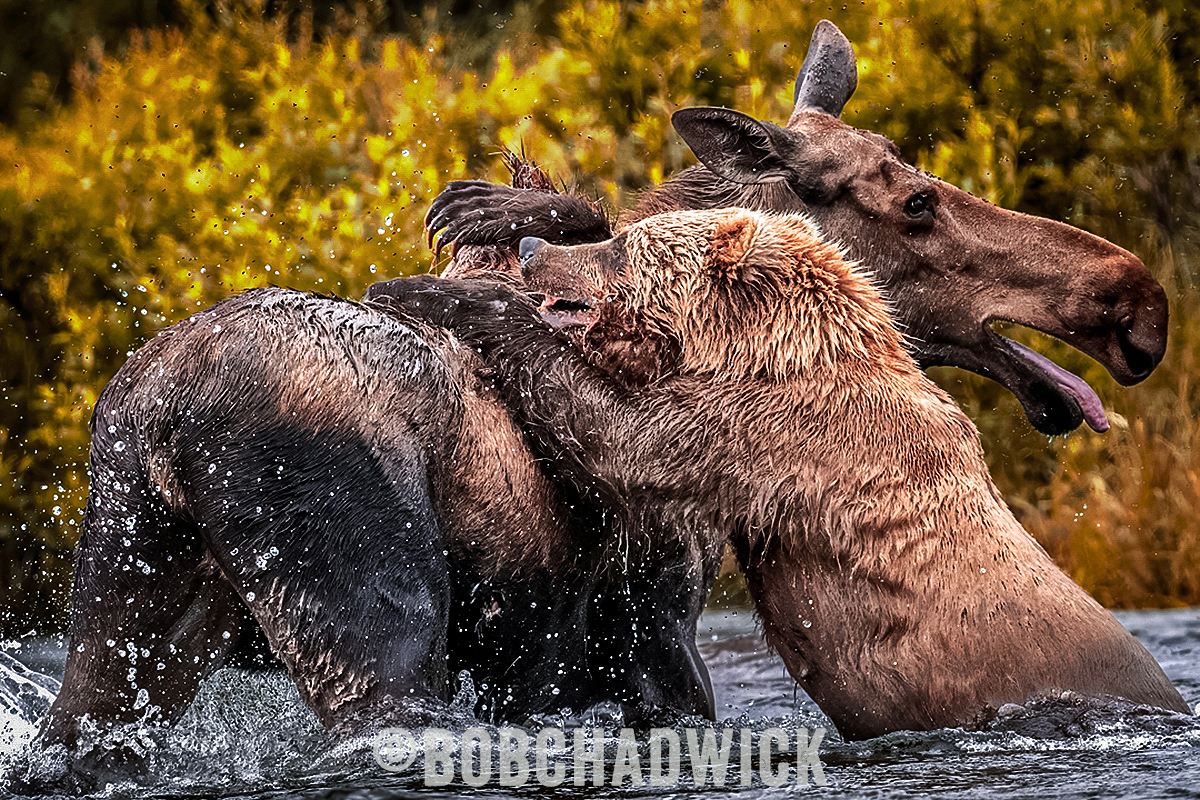 brown bear vs. moose