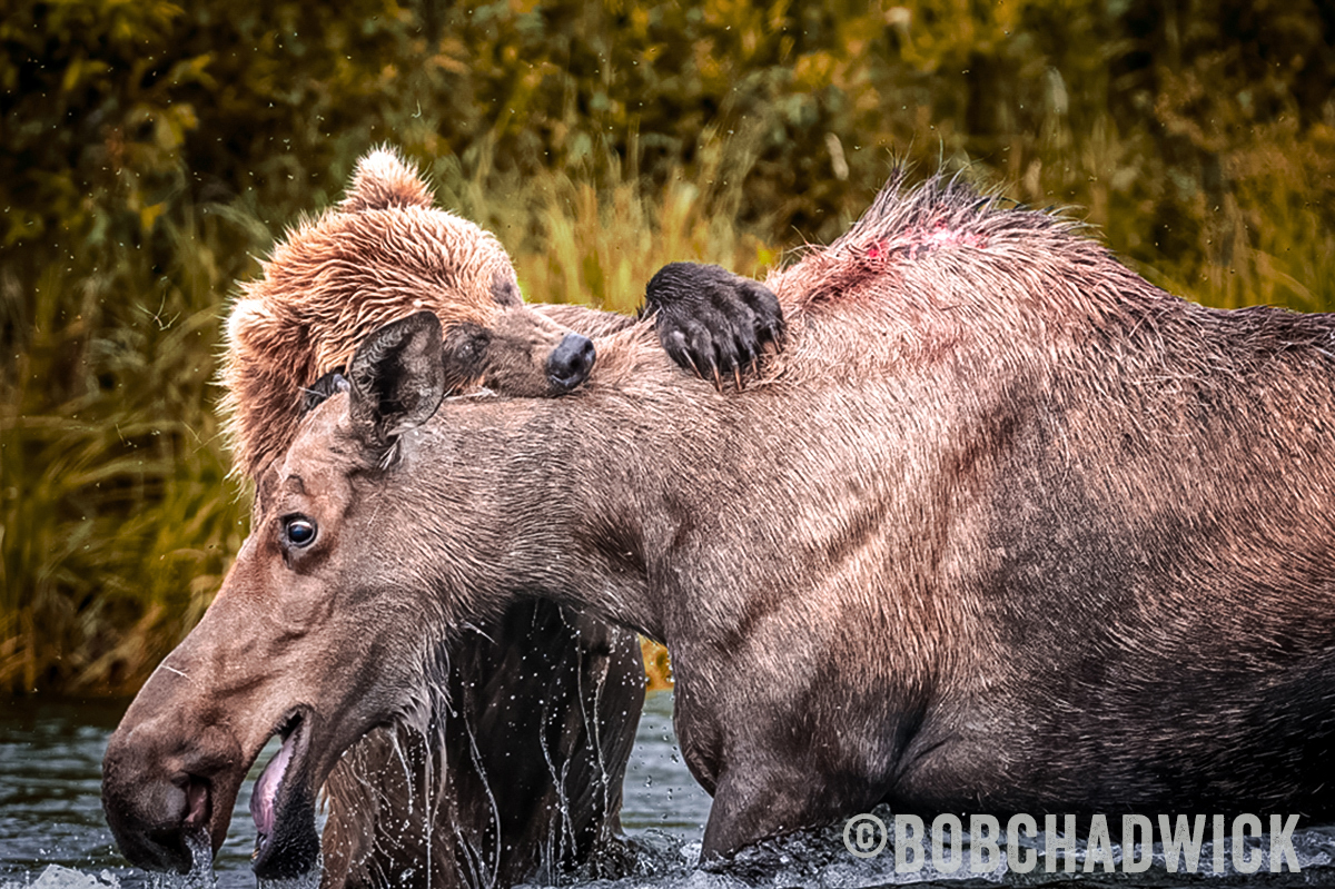 brown bear attacks moose