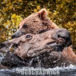 bear v moose