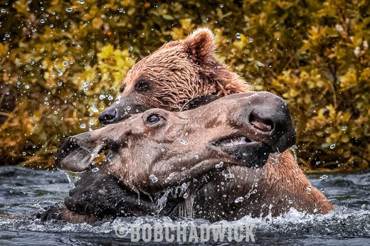 bear v moose