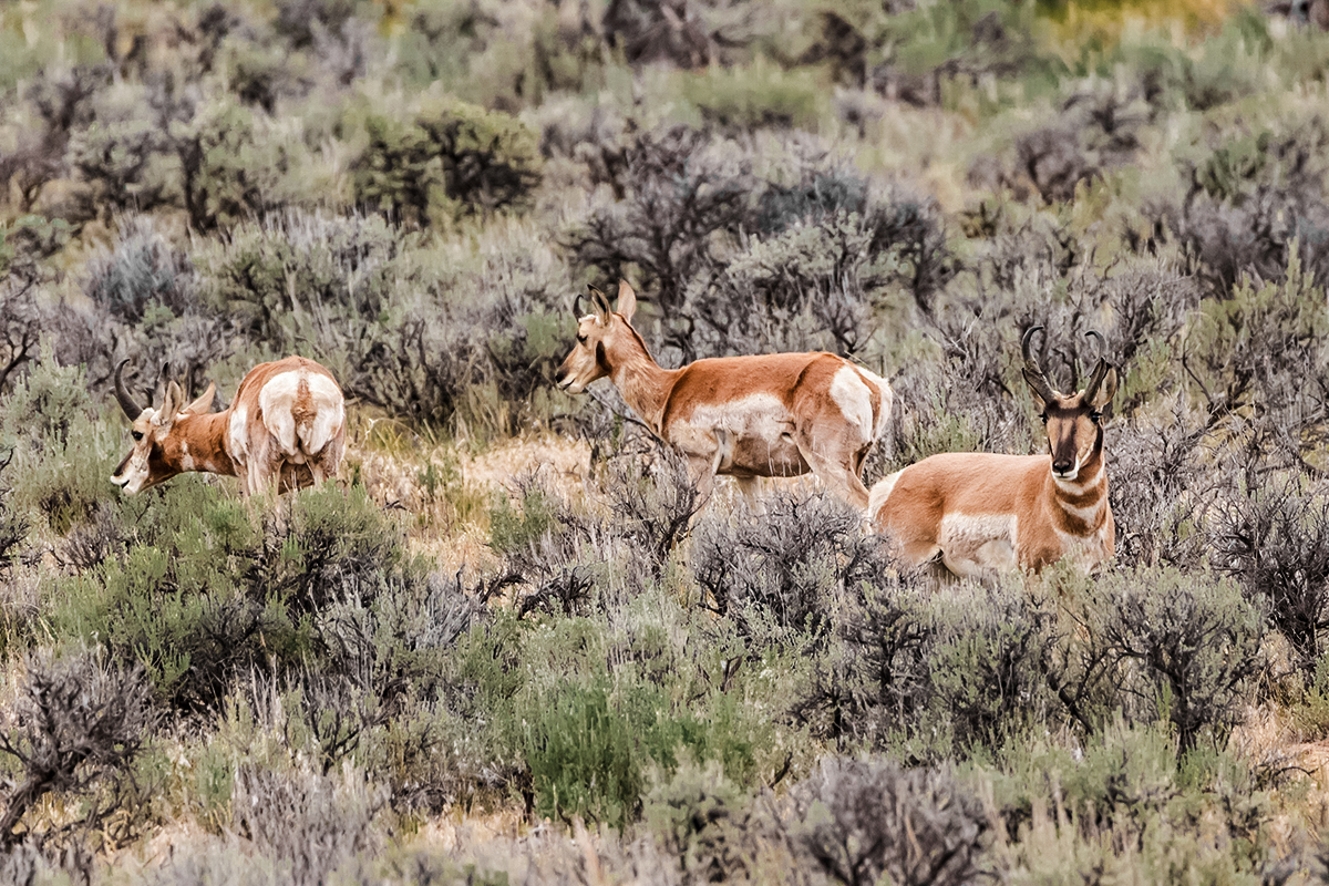 pronghorn antelope hunt