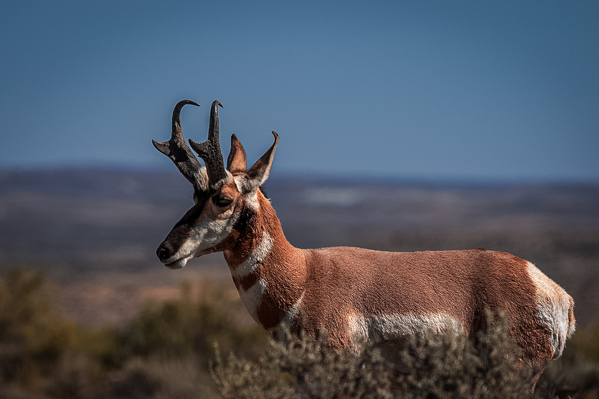 pronghorn antelope hunt