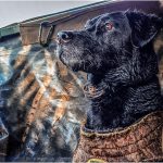 duck calls