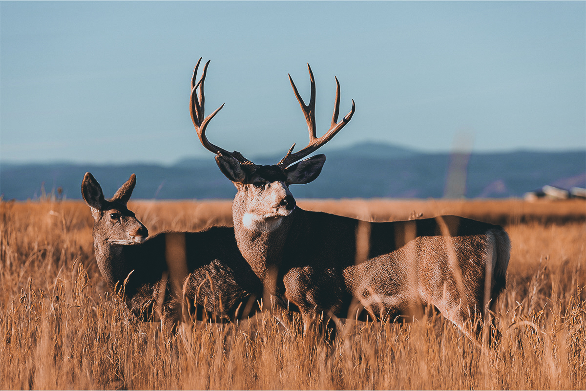 Mule Deer Scents - Just For Hunting