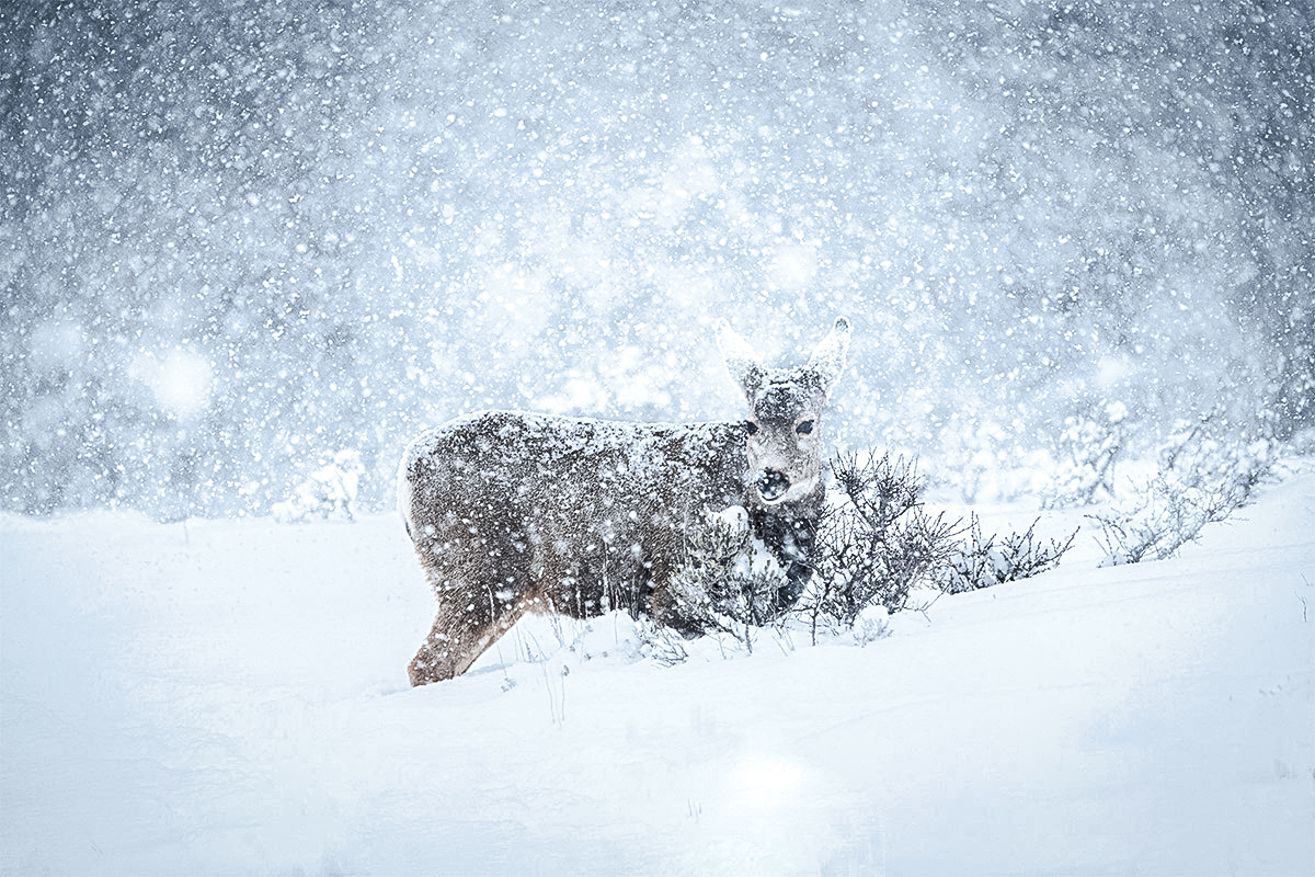 mule deer blizzard