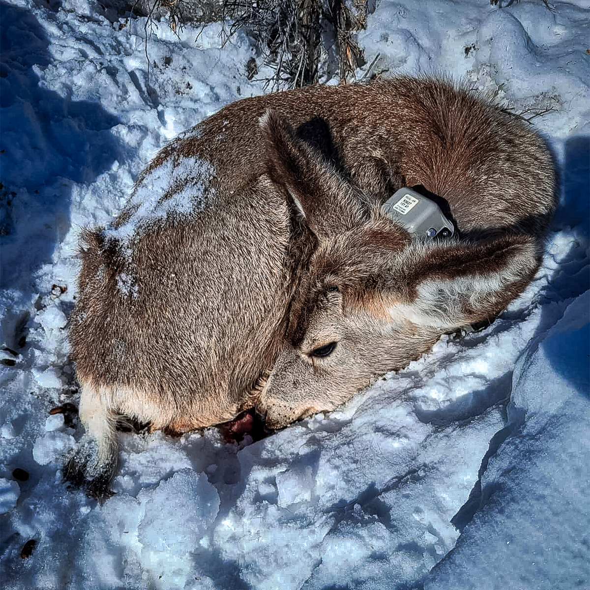 collared doe