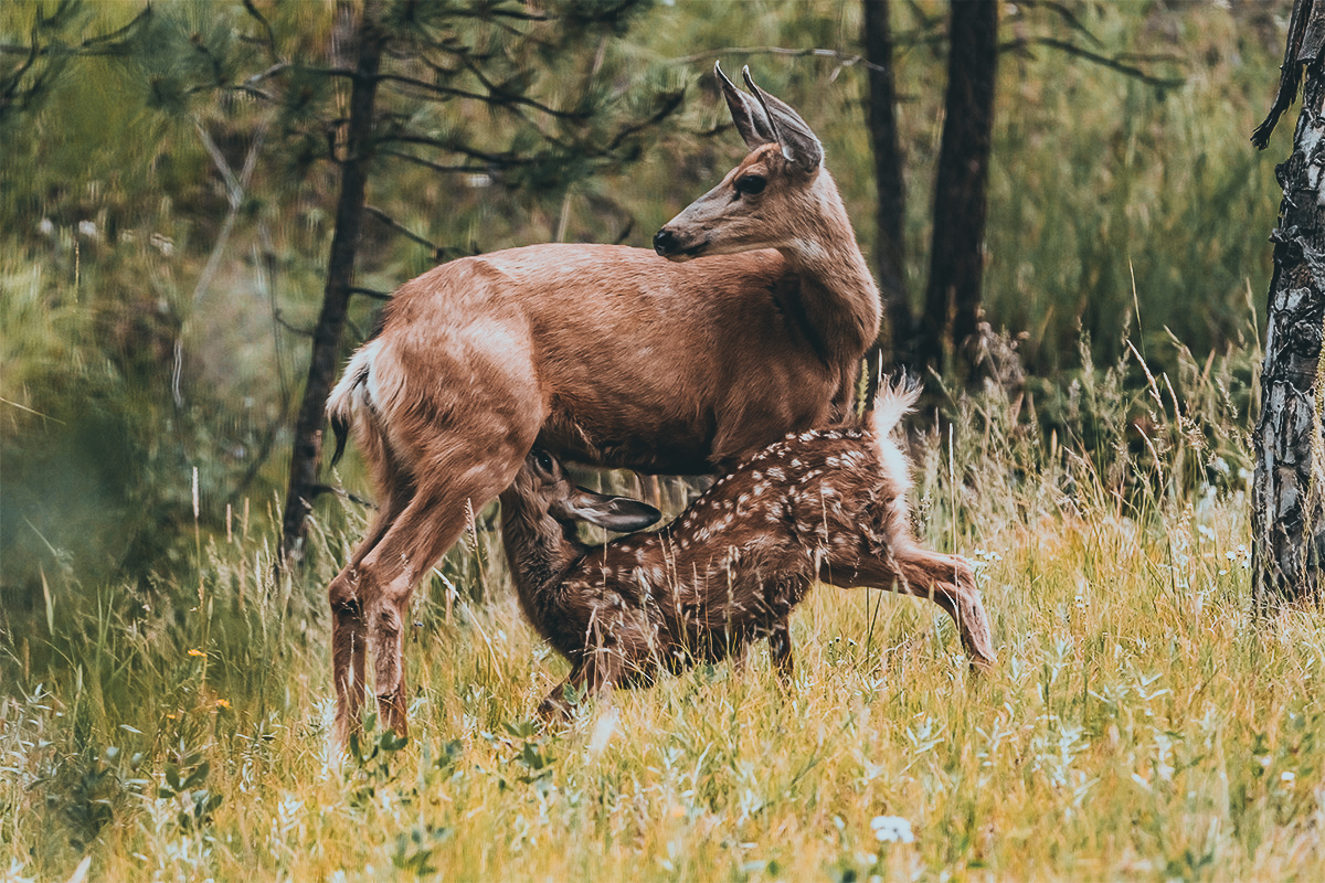 mule deer doe and fawn