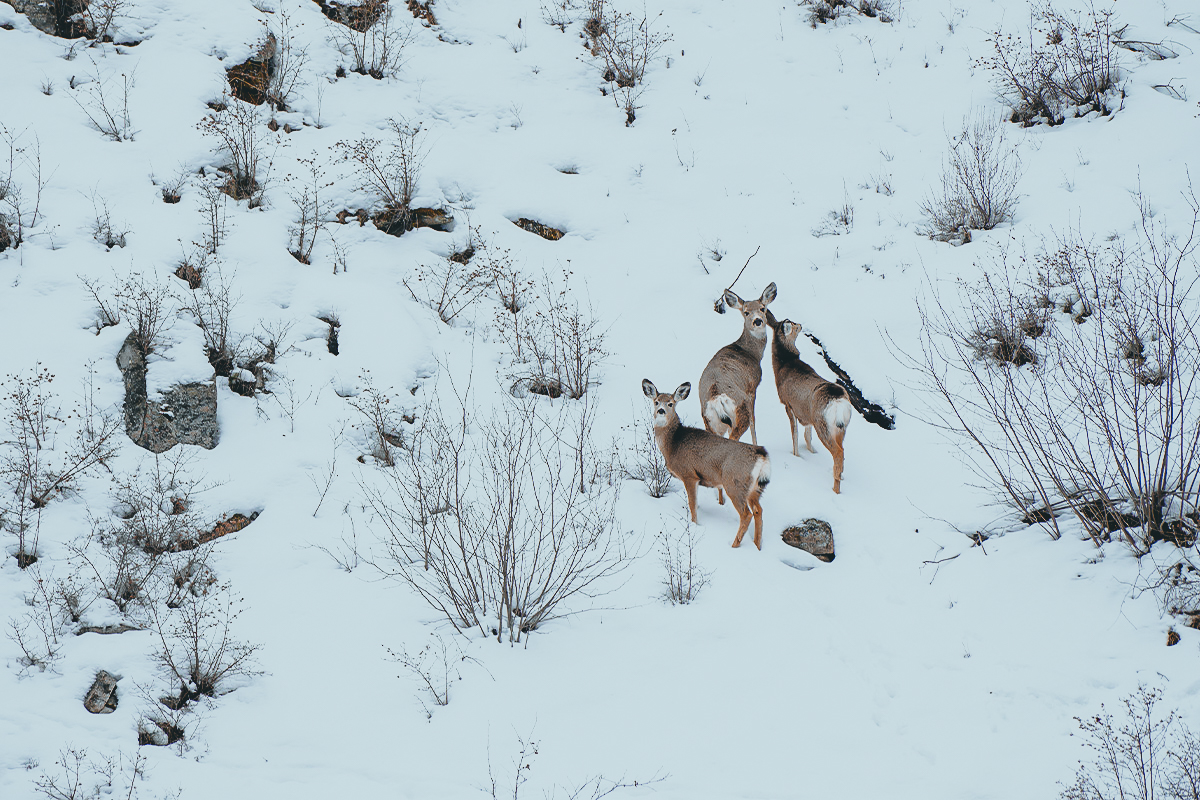 mule deer snow