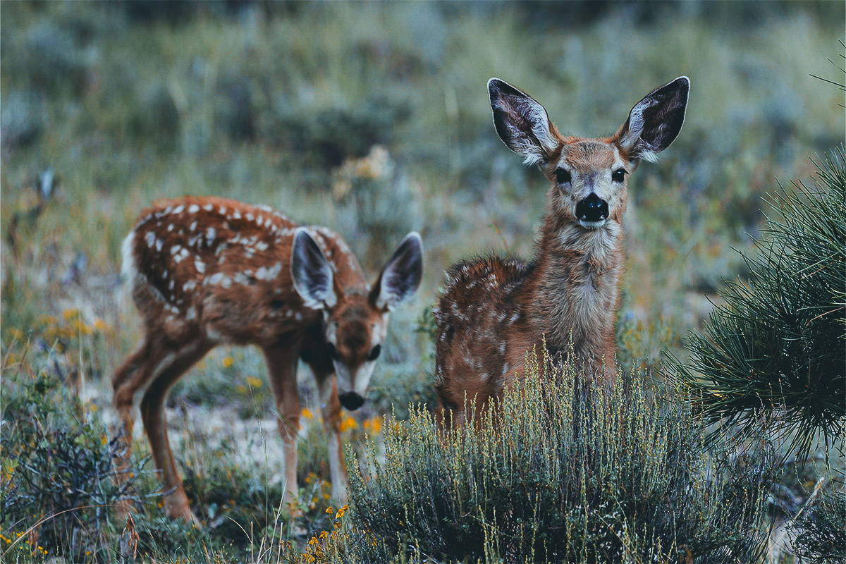 This Winter Looking Less Deadly Than Last For Wyoming Mule Deer