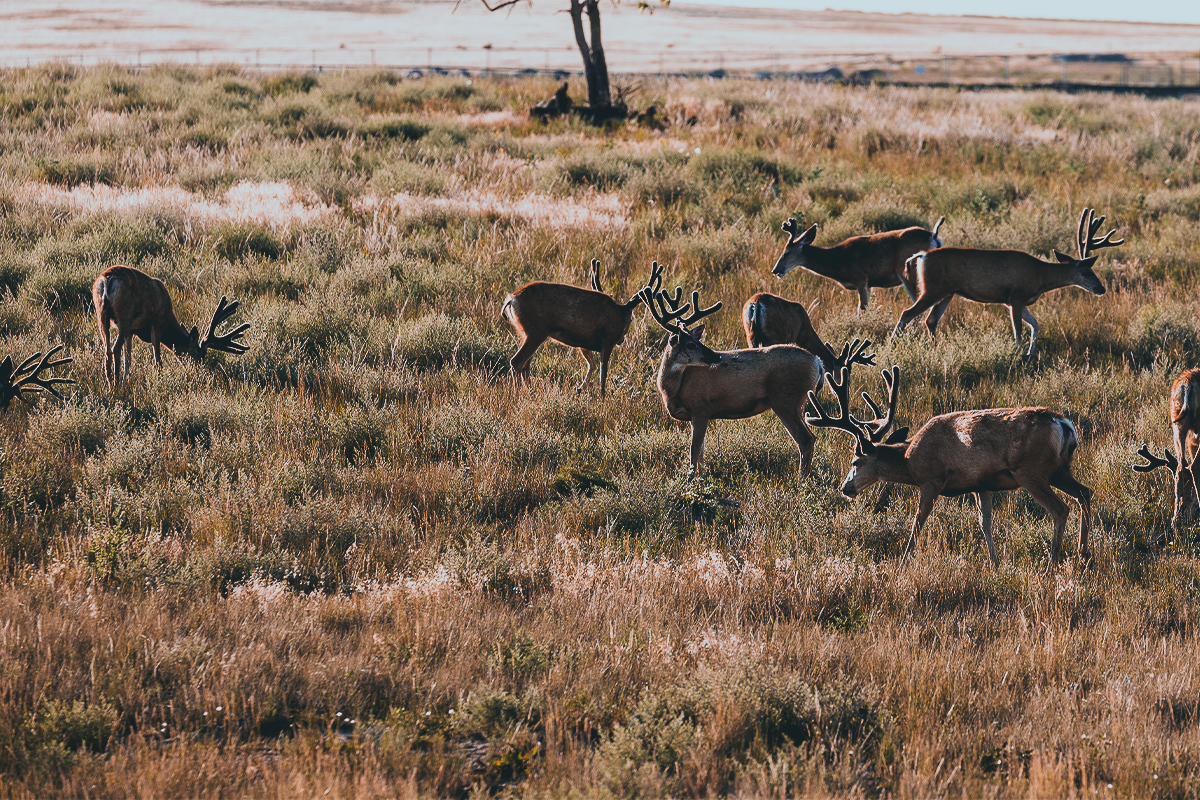 mule deer herd