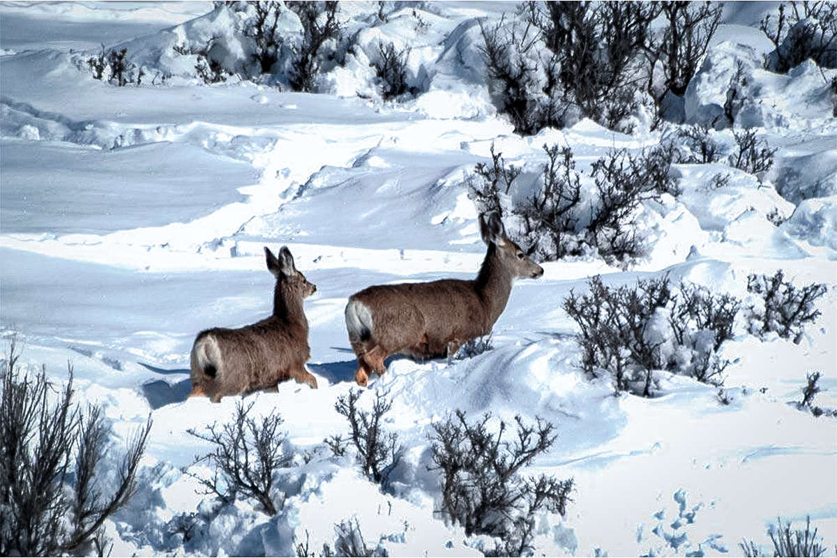 mule deer