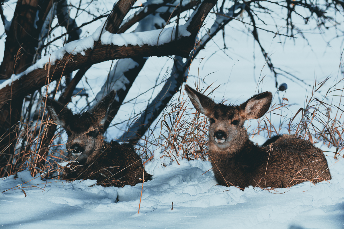 mule deer in snow