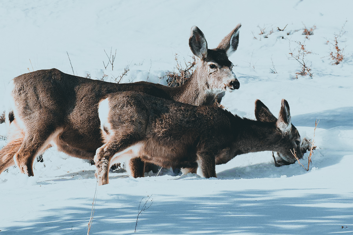 mule deer