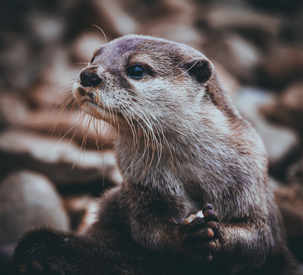 river otter