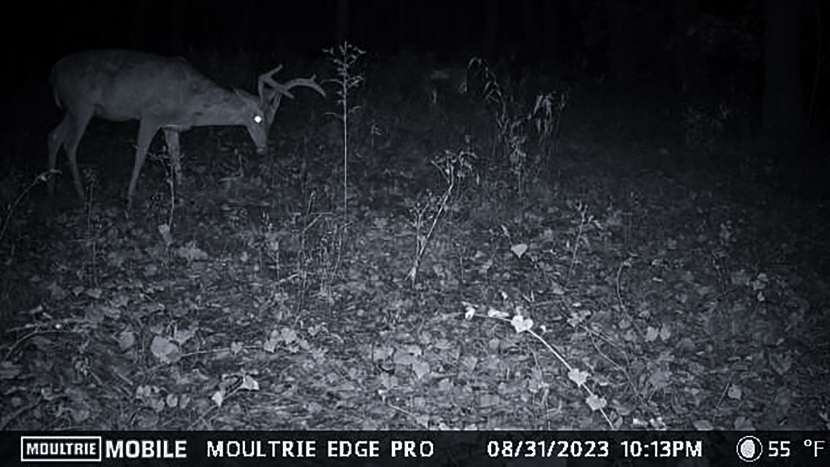 trail cameras