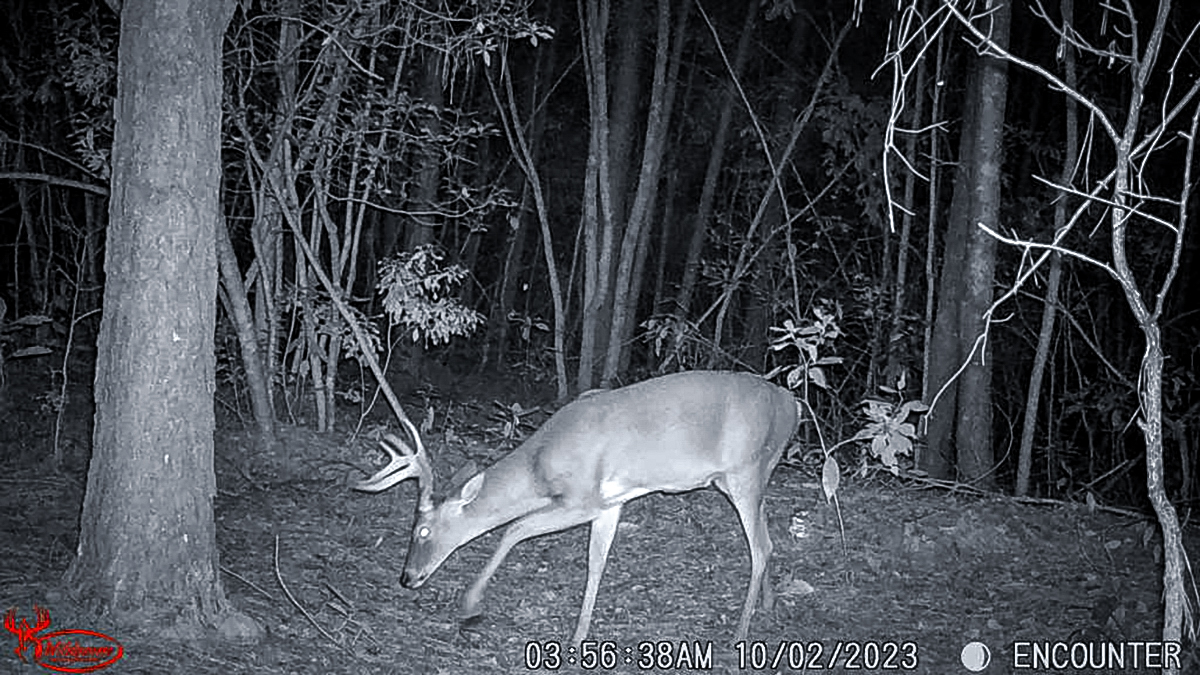 trail cameras