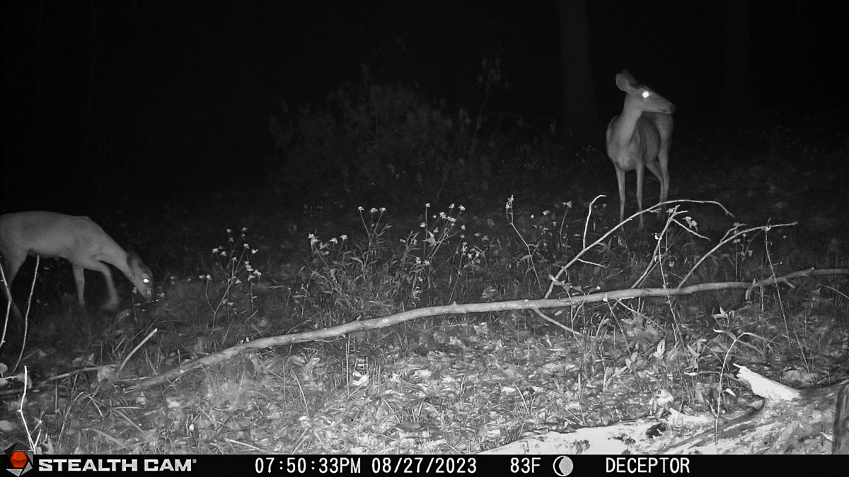 trail cameras